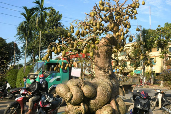 Cụ me ban đầu 40 triệu, chủ cây đã làm điều này khiến đại gia trả 10 tỷ vẫn không bán-6