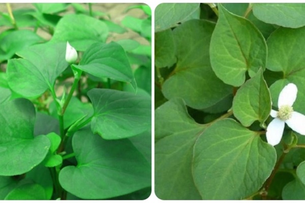 Tác hại của rau diếp cá nếu dùng sai cách-2