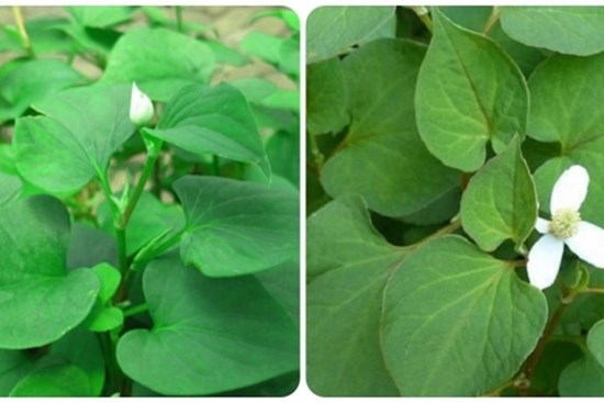 Ăn rau diếp cá hàng ngày có tốt không?