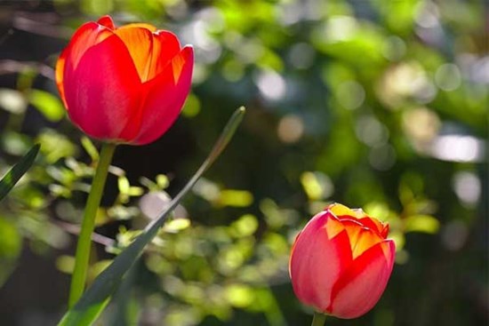 Tử vi ngày 27/6/2023: Tuổi Tý quý nhân nâng đỡ, tuổi Ngọ gặp đào hoa dữ