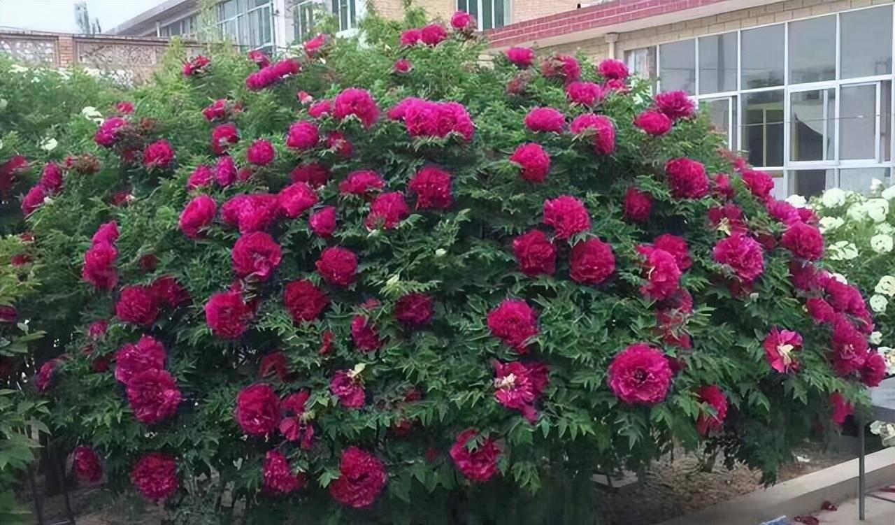 Có sân nhỏ, trồng 3 cây cảnh thần hộ mệnh, trấn trạch, chiêu tài, con cháu thịnh vượng dài lâu-1