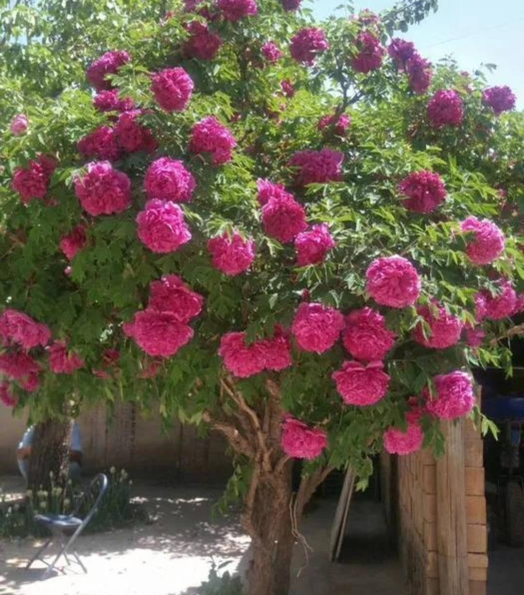 Có sân nhỏ, trồng 3 cây cảnh thần hộ mệnh, trấn trạch, chiêu tài, con cháu thịnh vượng dài lâu-2