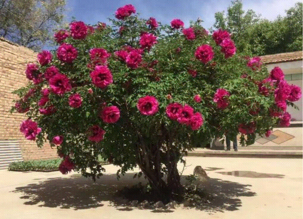 Có sân nhỏ, trồng 3 cây cảnh thần hộ mệnh, trấn trạch, chiêu tài, con cháu thịnh vượng dài lâu-3