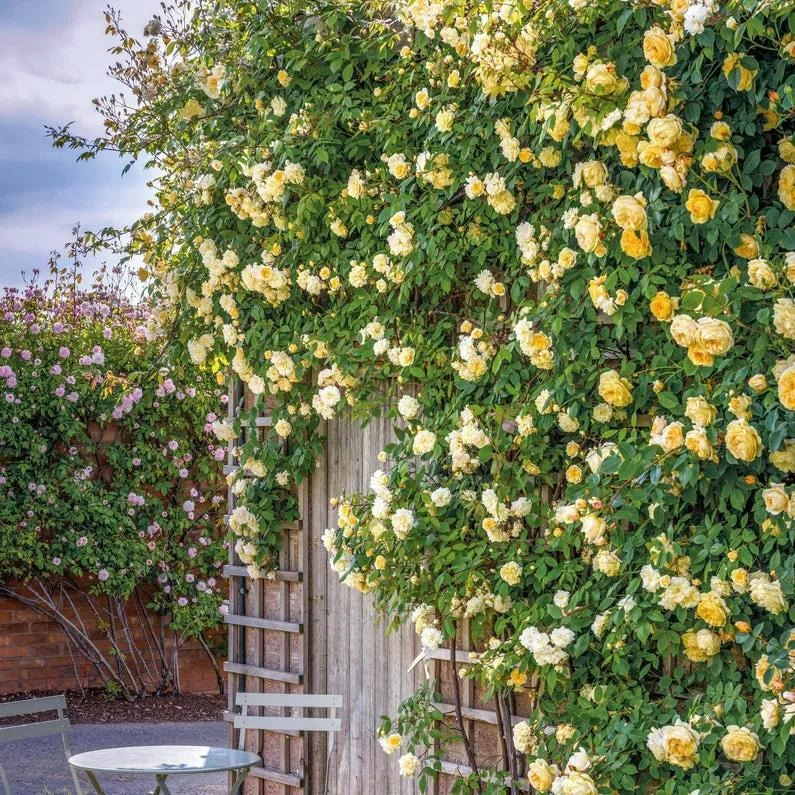 Có sân nhỏ, trồng 3 cây cảnh thần hộ mệnh, trấn trạch, chiêu tài, con cháu thịnh vượng dài lâu-6