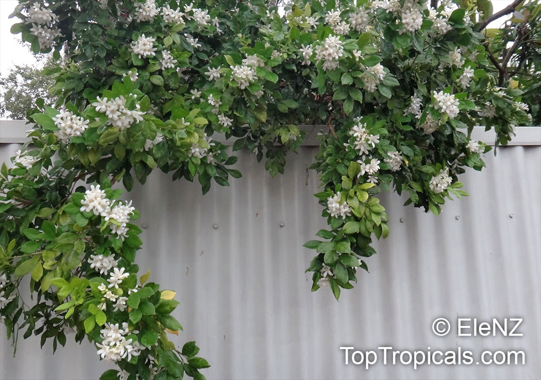 Có sân nhỏ, trồng 3 cây cảnh thần hộ mệnh, trấn trạch, chiêu tài, con cháu thịnh vượng dài lâu-7