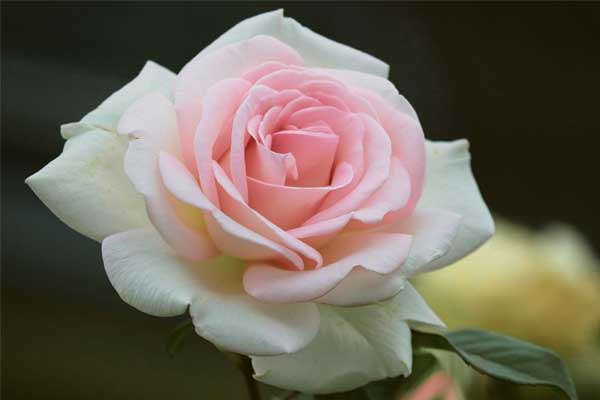 Tử vi ngày 27/6/2023 của 12 cung hoàng đạo: Bạch Dương cơ hội thăng tiến, Ma Kết cần sáng tạo hơn-1