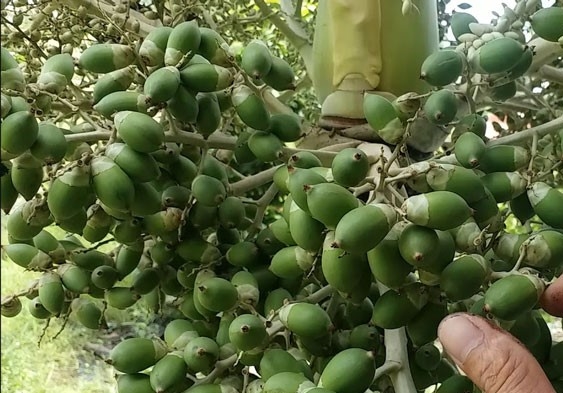 Loại quả trước đây được trồng làm cảnh, giờ trở thành món ăn đặc sản có giá đắt đỏ-1