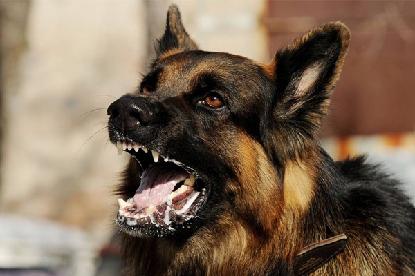 Chó dại cắn 4 người, Đồng Nai bùng phát ổ dịch bệnh thứ 9-2