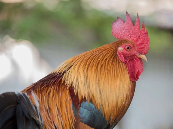 2 bộ phận của gà là cao thủ bơm máu cho cơ thể, tốt cho mắt, chống lão hóa-1