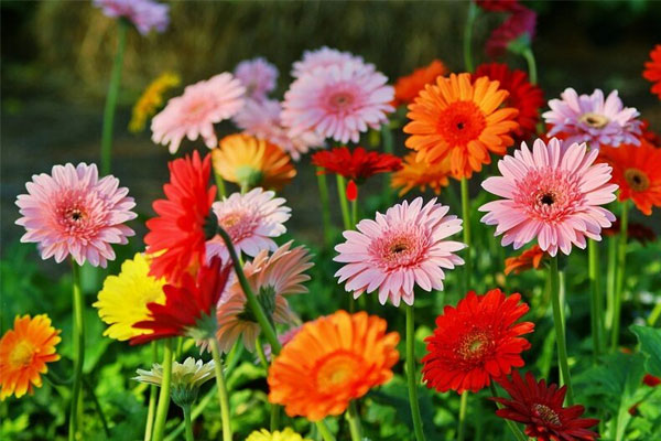 Số trời đã định: Người có giờ sinh này được Thần Tài gọi tên, của nả nhiều vô kể-1