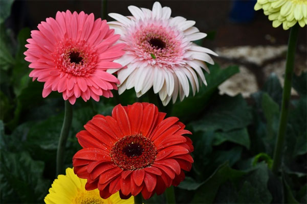 Số trời đã định: Người có giờ sinh này được Thần Tài gọi tên, của nả nhiều vô kể-2