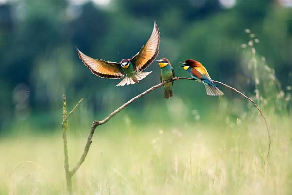 Tử vi ngày 28/6/2023 của 12 cung hoàng đạo: Song Tử nhiều áp lực, Bảo Bình khó thích nghi-5