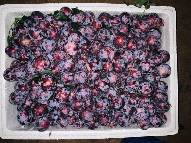 Tò mò quả đặc sản phiên bản nhà giàu mới ra mắt-2