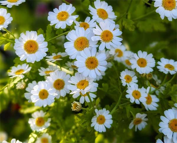 Tử vi ngày 28/6/2023 của 12 cung hoàng đạo: Song Tử nhiều áp lực, Bảo Bình khó thích nghi-3