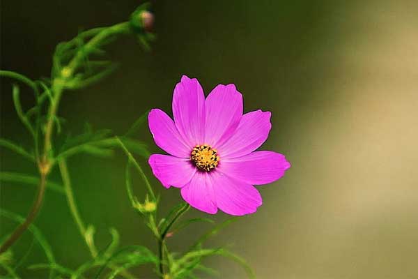 Tử vi ngày 28/6/2023: Tuổi Thìn muốn được tĩnh tâm, tuổi Hợi vượt qua thử thách-1