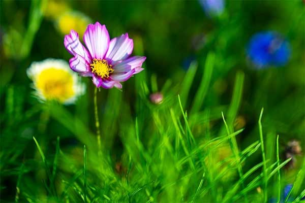 Tử vi ngày 28/6/2023: Tuổi Thìn muốn được tĩnh tâm, tuổi Hợi vượt qua thử thách-2