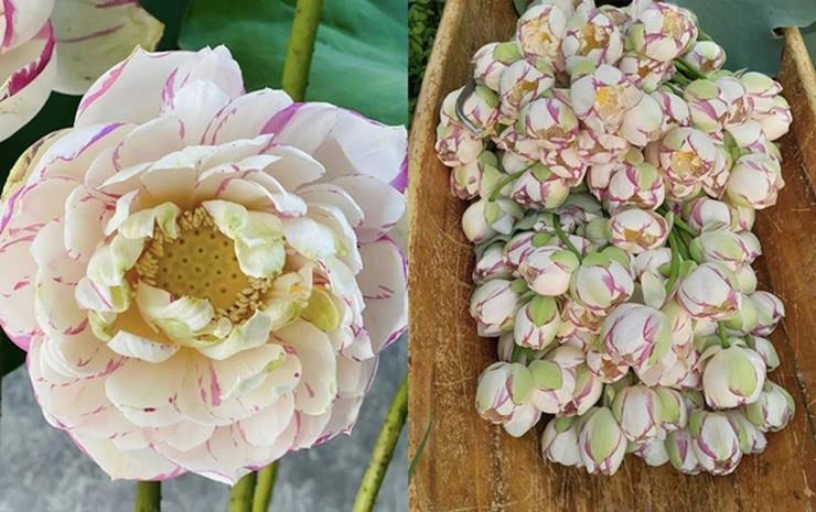 Loại hoa sen đặc biệt khiến những người yêu sen càng thêm thích thú, dù giá cao vẫn cháy hàng-1