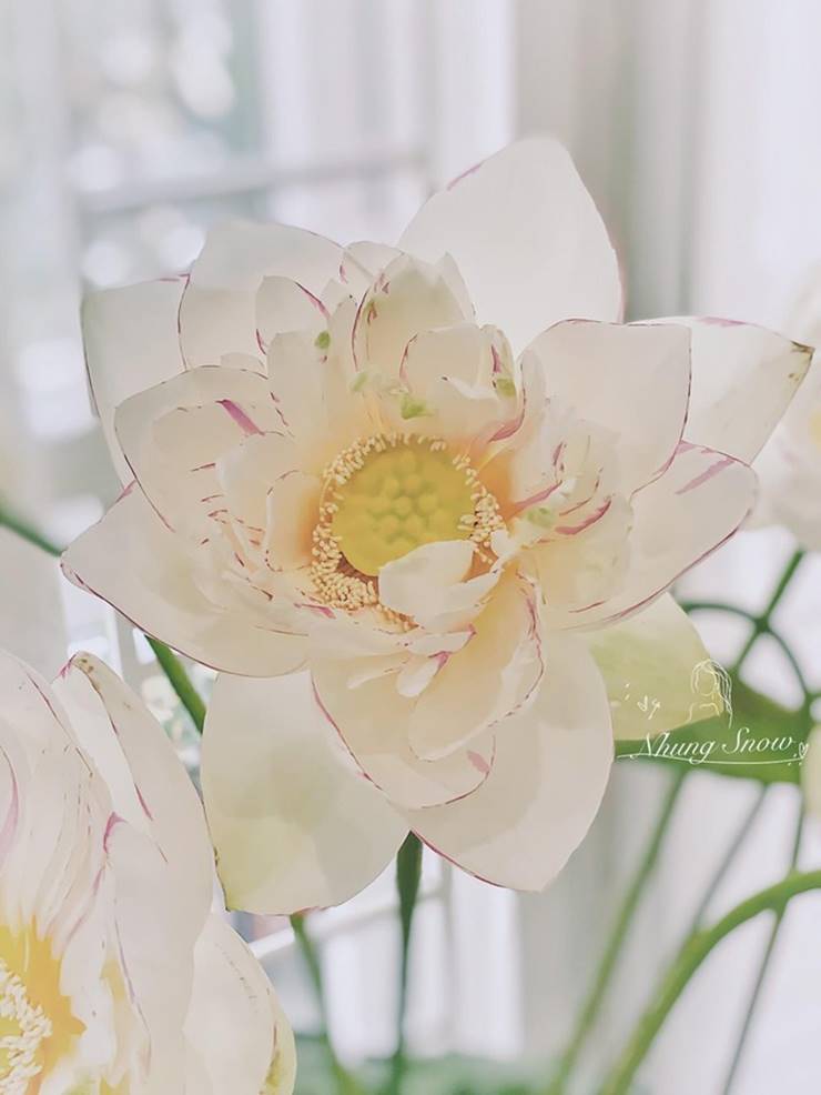 Loại hoa sen đặc biệt khiến những người yêu sen càng thêm thích thú, dù giá cao vẫn cháy hàng-2