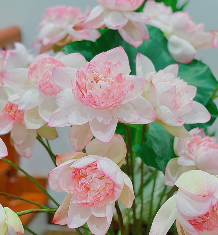 Loại hoa sen đặc biệt khiến những người yêu sen càng thêm thích thú, dù giá cao vẫn cháy hàng-4