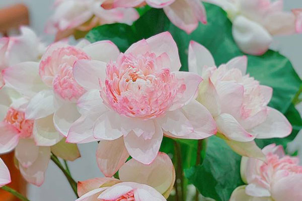 Hoa sen Quan Âm nở rộ khắp phố, hút hồn người Hà Nội-4