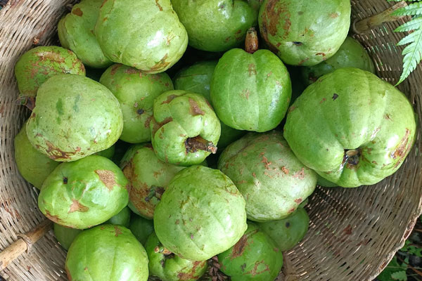 Độc lạ quả mọc nhiều ở cây làm hàng rào giờ lại thành đặc sản bán với giá đắt đỏ-4