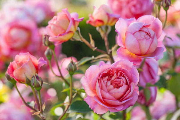 Gặp thời vượng phát: Người sinh vào 3 khung giờ Âm lịch này nhanh trí, sáng tạo, tương lai dư dả-1