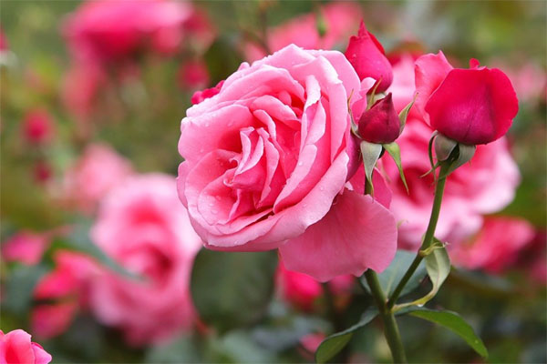 Gặp thời vượng phát: Người sinh vào 3 khung giờ Âm lịch này nhanh trí, sáng tạo, tương lai dư dả-2