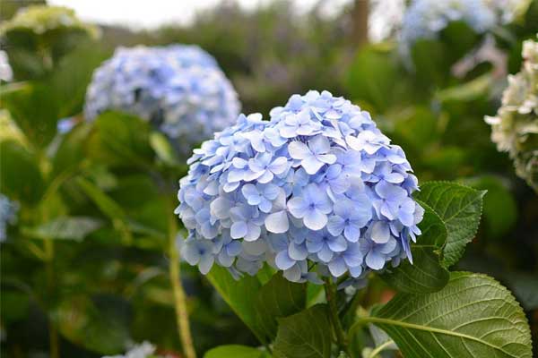 Trời ban tài lộc: 3 con giáp điềm tĩnh, ôn hòa, sang tháng 7 khả năng thăng tiến lớn-1