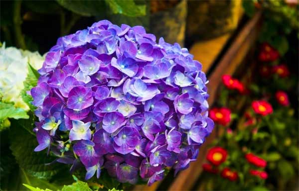 Trời ban tài lộc: 3 con giáp điềm tĩnh, ôn hòa, sang tháng 7 khả năng thăng tiến lớn-2