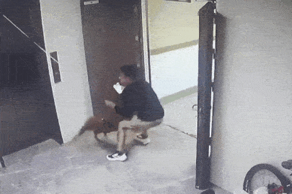 Tiết lộ về chú chó già 6 năm canh mộ cậu chủ ở Long An-7