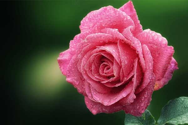 Tử vi ngày 29/6/2023: Tuổi Mão quyết định sai lầm, tuổi Tuất quyết tâm lên cao-4