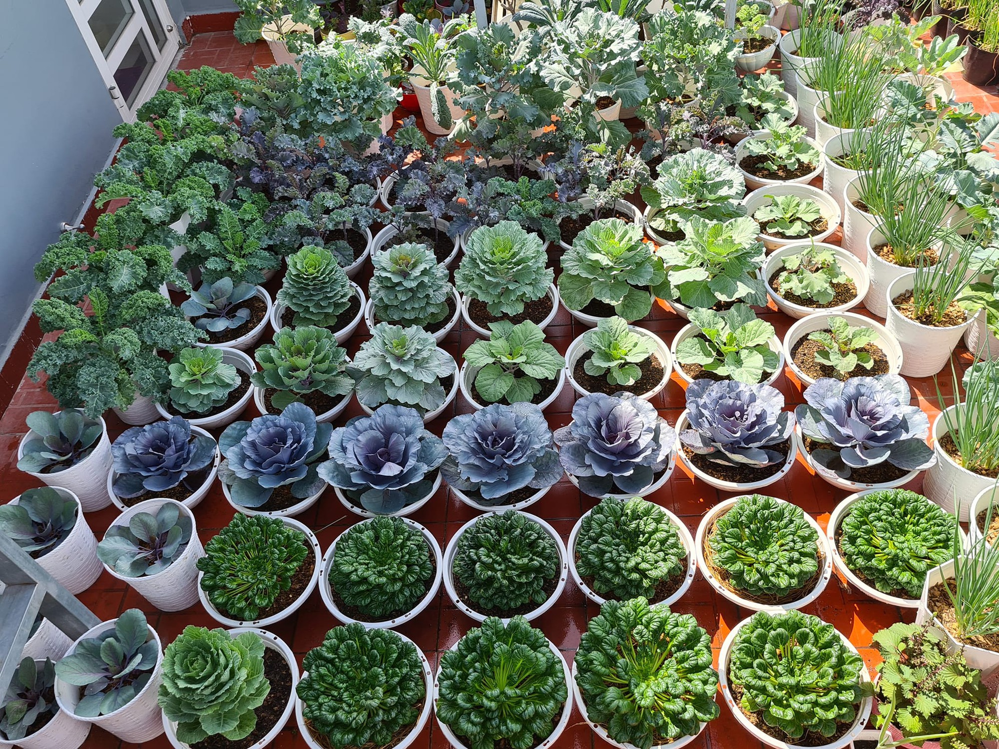 Vườn rau sân thượng rộng 100m2 ở Bình Dương: Đẹp không nỡ ăn, thành quả thu hoạch ấn tượng-2
