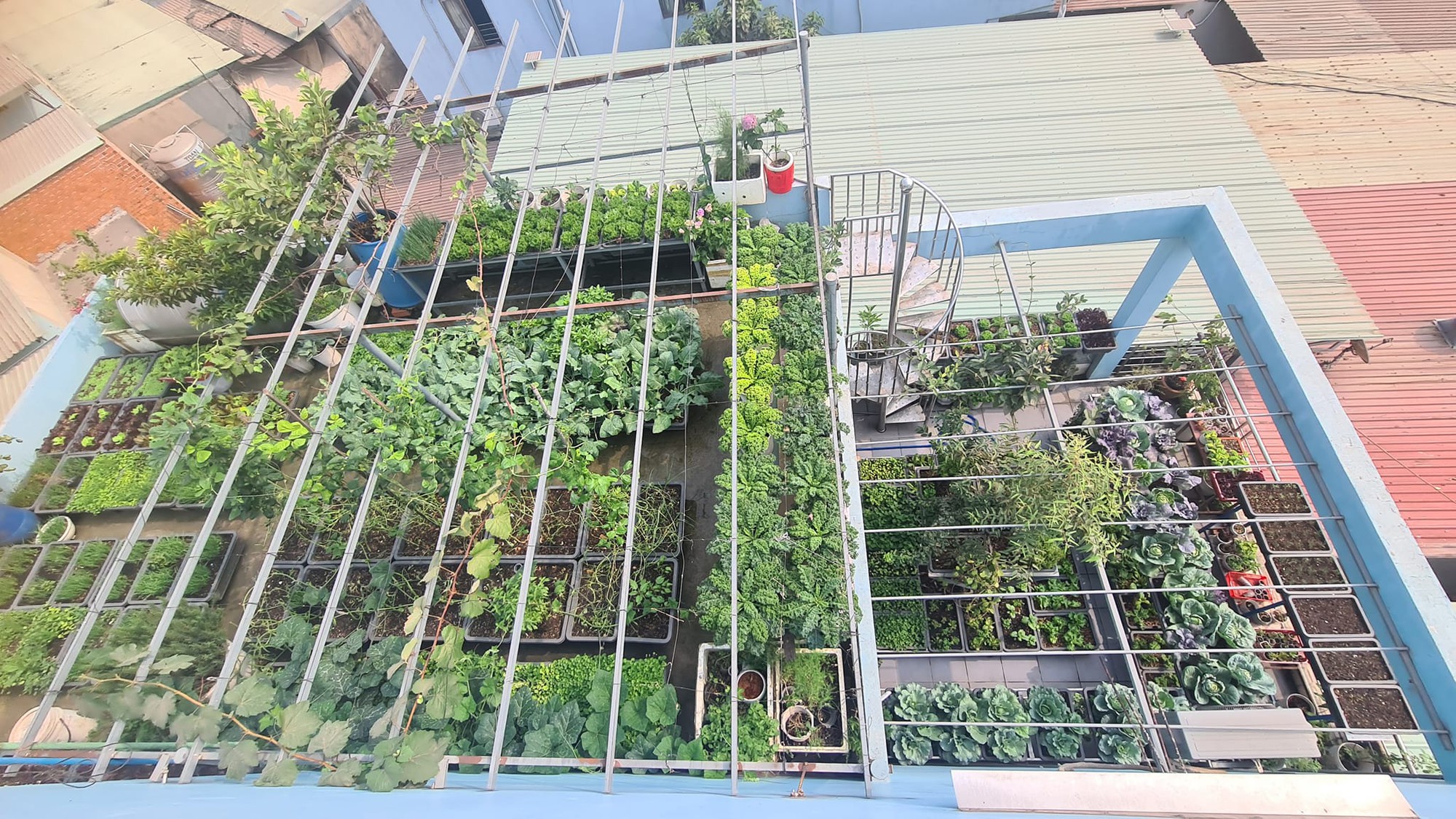 Vườn rau sân thượng rộng 100m2 ở Bình Dương: Đẹp không nỡ ăn, thành quả thu hoạch ấn tượng-3