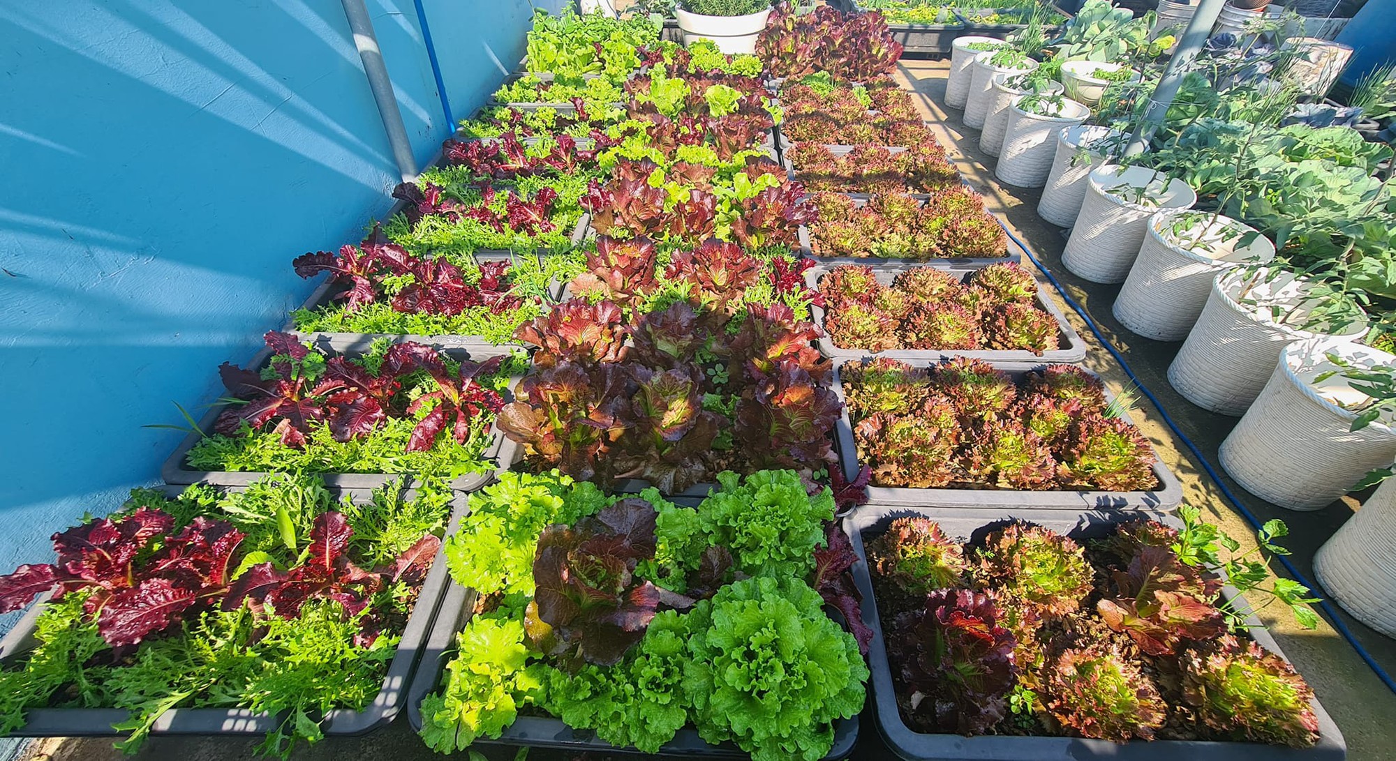 Vườn rau sân thượng rộng 100m2 ở Bình Dương: Đẹp không nỡ ăn, thành quả thu hoạch ấn tượng-4