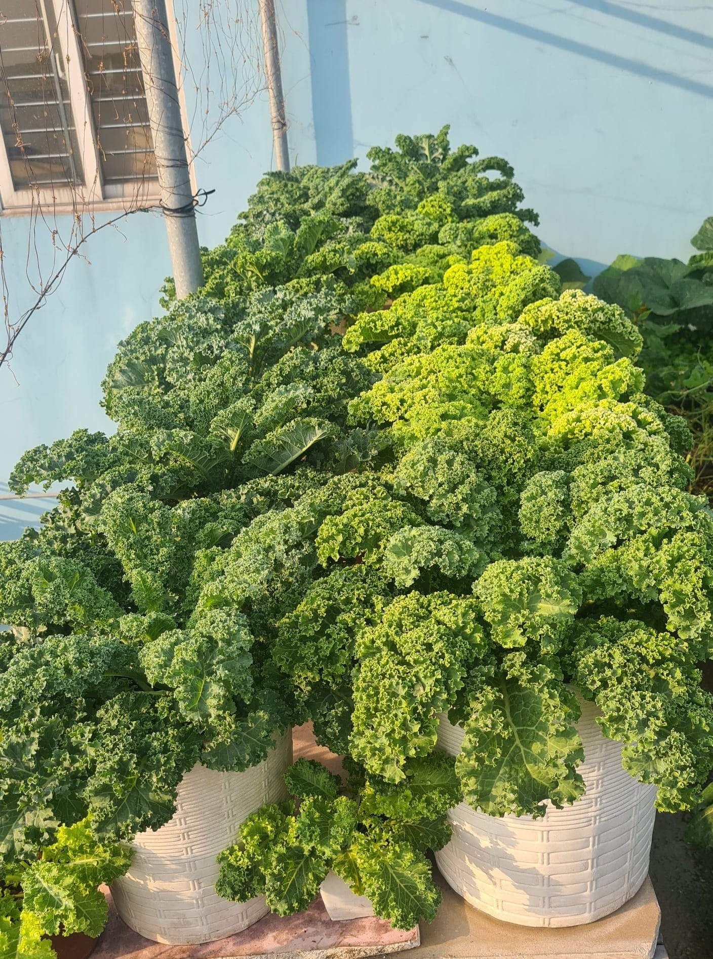 Vườn rau sân thượng rộng 100m2 ở Bình Dương: Đẹp không nỡ ăn, thành quả thu hoạch ấn tượng-5