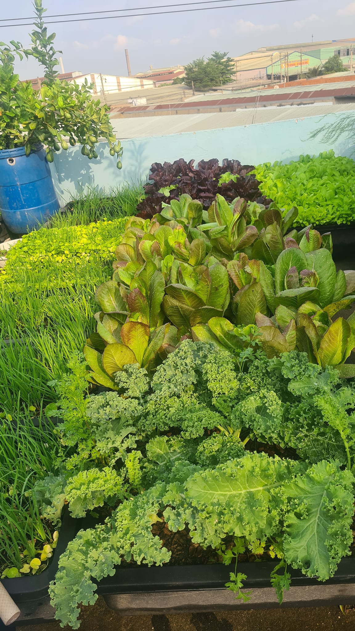 Vườn rau sân thượng rộng 100m2 ở Bình Dương: Đẹp không nỡ ăn, thành quả thu hoạch ấn tượng-6