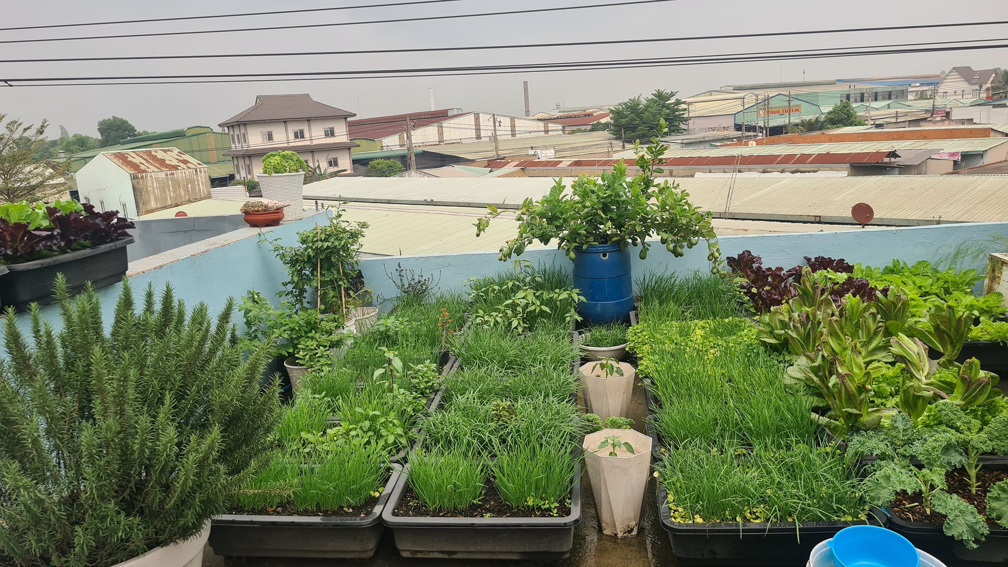 Vườn rau sân thượng rộng 100m2 ở Bình Dương: Đẹp không nỡ ăn, thành quả thu hoạch ấn tượng-7