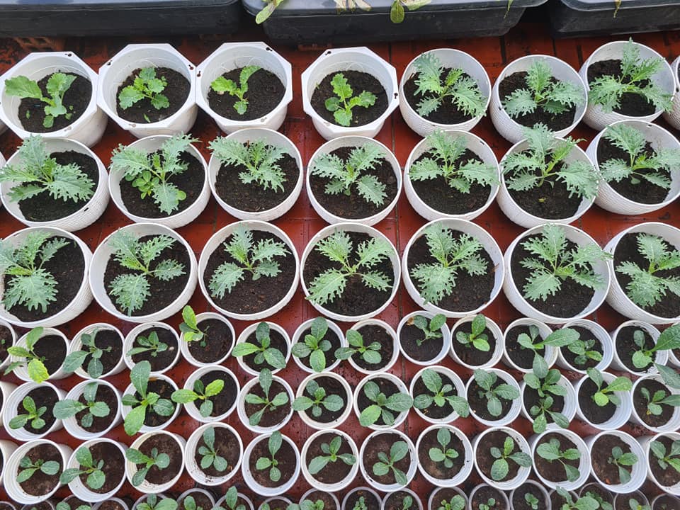 Vườn rau sân thượng rộng 100m2 ở Bình Dương: Đẹp không nỡ ăn, thành quả thu hoạch ấn tượng-10