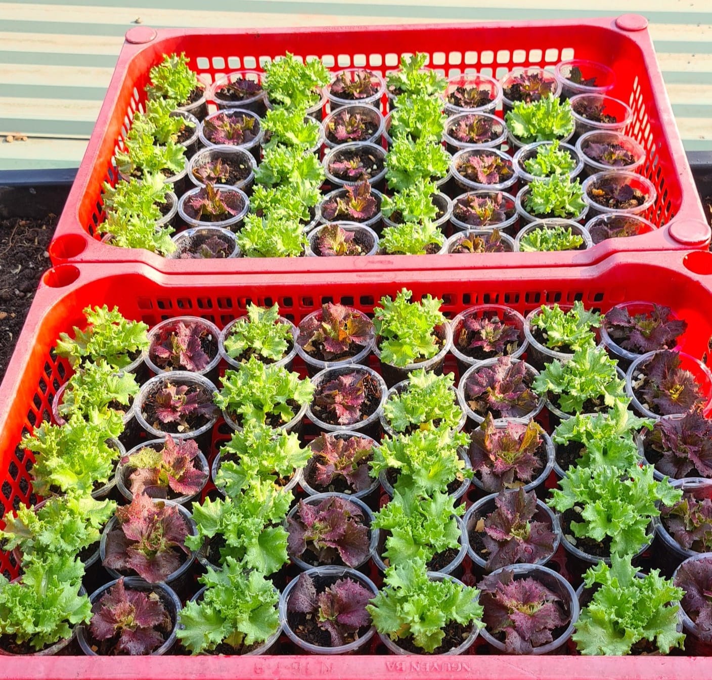 Vườn rau sân thượng rộng 100m2 ở Bình Dương: Đẹp không nỡ ăn, thành quả thu hoạch ấn tượng-11