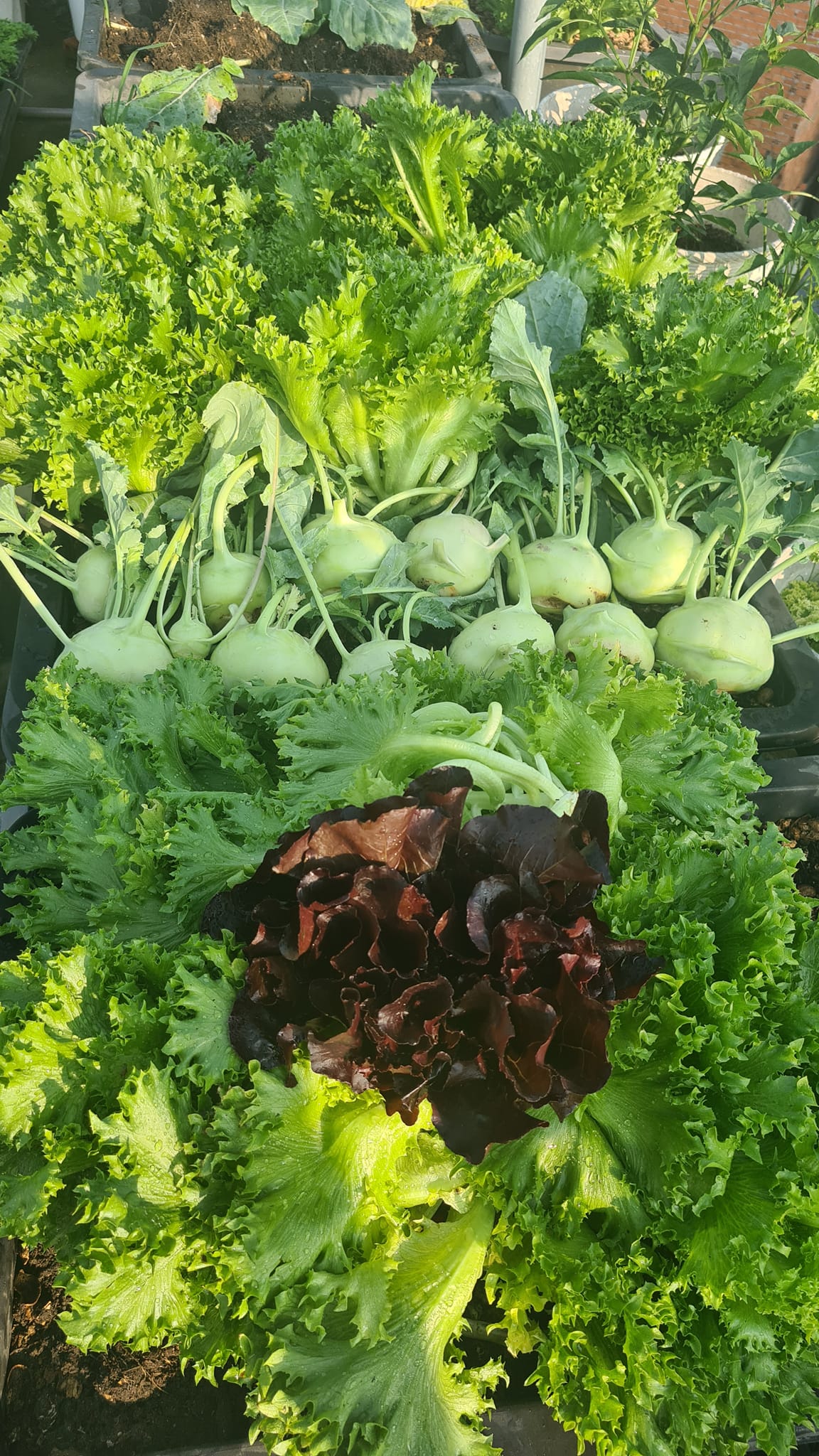 Vườn rau sân thượng rộng 100m2 ở Bình Dương: Đẹp không nỡ ăn, thành quả thu hoạch ấn tượng-14