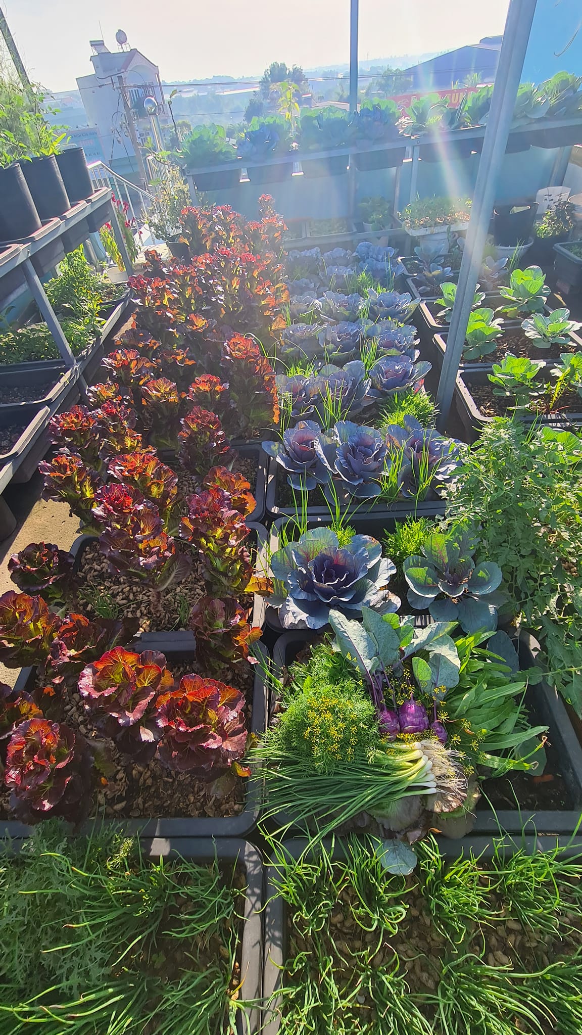 Vườn rau sân thượng rộng 100m2 ở Bình Dương: Đẹp không nỡ ăn, thành quả thu hoạch ấn tượng-8