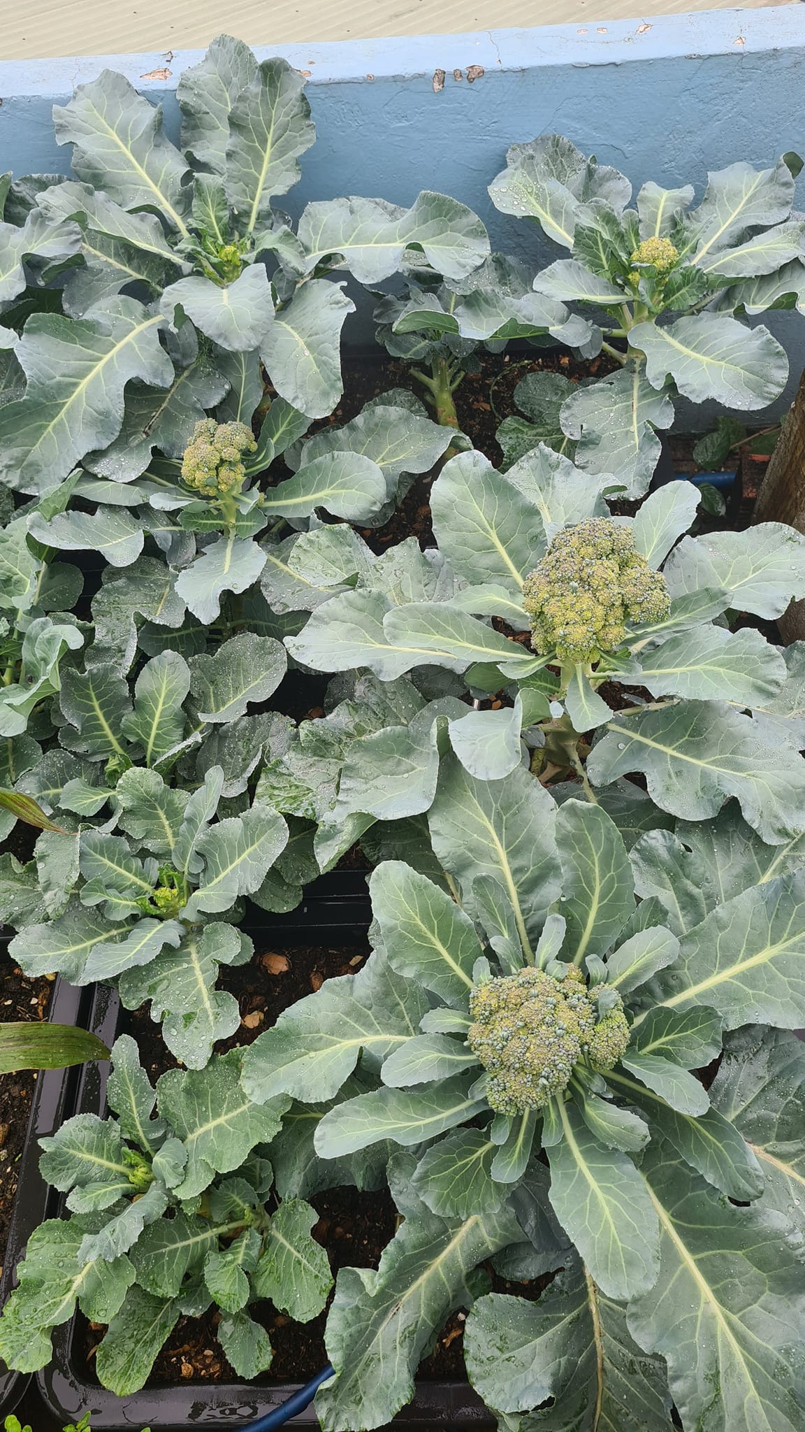 Vườn rau sân thượng rộng 100m2 ở Bình Dương: Đẹp không nỡ ăn, thành quả thu hoạch ấn tượng-9