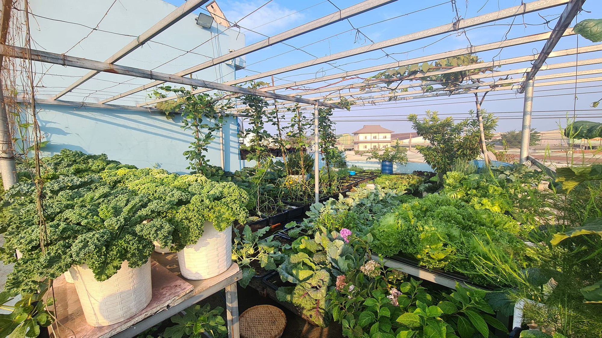 Vườn rau sân thượng rộng 100m2 ở Bình Dương: Đẹp không nỡ ăn, thành quả thu hoạch ấn tượng-18