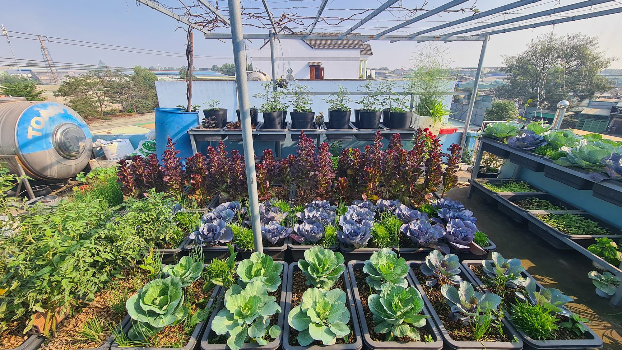 Vườn rau sân thượng rộng 100m2 ở Bình Dương: Đẹp không nỡ ăn, thành quả thu hoạch ấn tượng-19