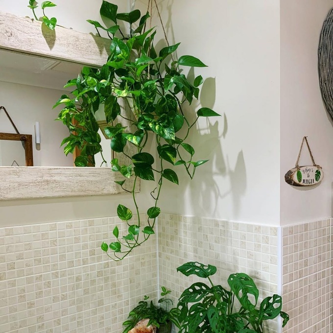 7 loại cây tốt nhất để đặt trong phòng tắm-6
