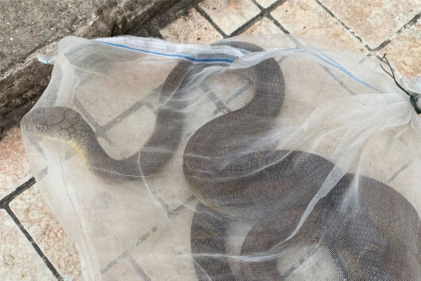 Người đàn ông mang rắn hổ chúa vào bệnh viện sau khi bị cắn-1