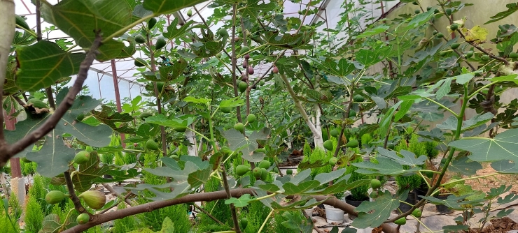 Người Việt chi 200.000 đồng mua 1 cân sung về ăn, nhà vườn thu không kịp bán-1