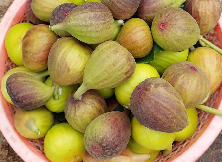 Người Việt chi 200.000 đồng mua 1 cân sung về ăn, nhà vườn thu không kịp bán-2