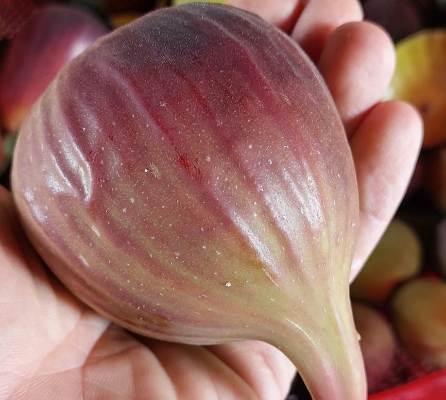 Người Việt chi 200.000 đồng mua 1 cân sung về ăn, nhà vườn thu không kịp bán-3