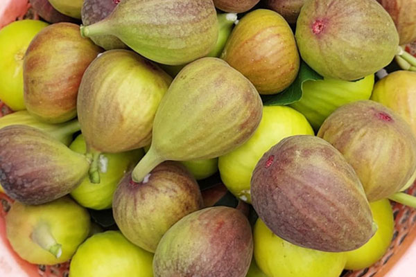 Loại cà siêu to khổng lồ” đắt khách, dân buôn liên tục báo cháy” hàng-3